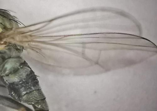 Réf. 333 880 : Medetera sp.